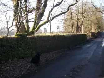 This was once a major entry back into the Dougalston designed landscape from Baldernock Road. It has now been infilled with a later stone wall (compare this wall to the walls on either side of it). Behind the wall is a very large old oak and beyond the wall the doocot (dovecot). It is thought that a major ‘ride’ through the designed landscape came out onto Baldernock Road further back towards Baldernock, along Baldernock Road towards Milngavie and then back into the designed landscape at this gate. The ride then passed along the ha-ha giving the view to the doocot and then back to the mansion house.