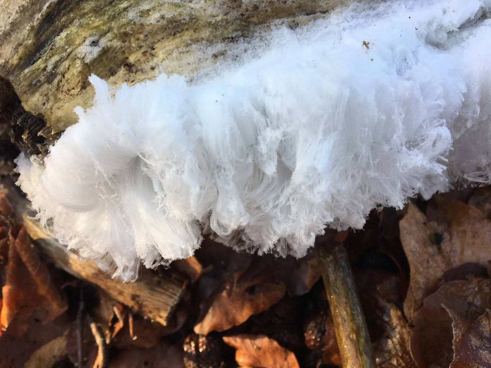 Rare Ice Hair Phenomenon Spotted on Dougalston Golf Course