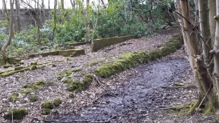 Three important pieces of the Dougalston designed landscape in one spot by the Woodland Walk: the walled garden in the background, cold frames for propagating plants in the middle ground (low brick walls), and the ditch of a ha-ha in the foreground.