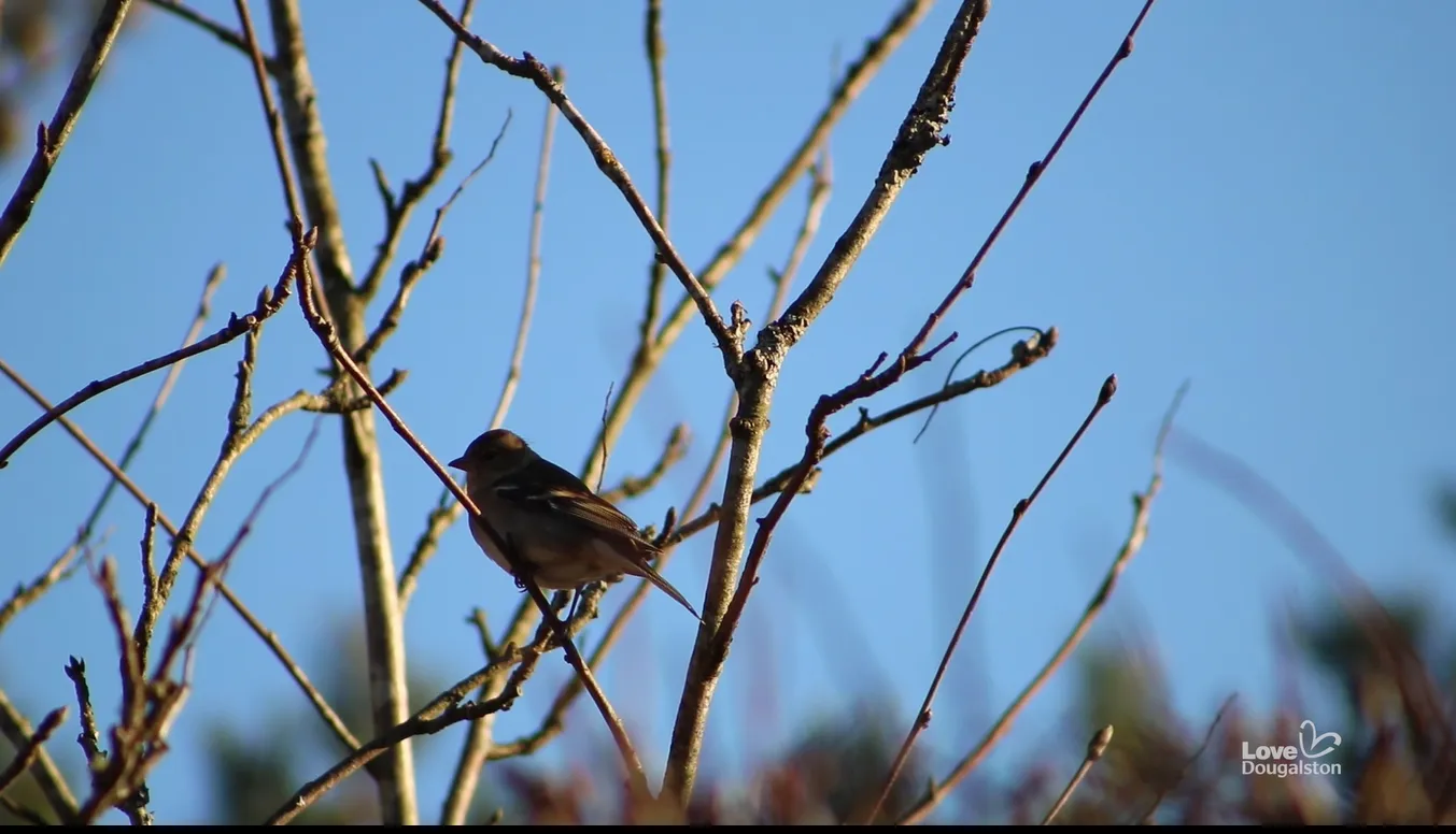 Dougalston Birds with Craig