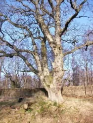 The very large old oak at the former entry to the designed landscape. Tree-ring dating shows that this oak sprouted before 1770 and was probably planted out before 1774. John Glassford, the Glasgow Tobacco Lord, bought Dougalston in 1767 and so this oak would have been planted out in John Glassford’s time.