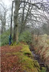 Paul Bishop taking a thin core from a beech tree on the lip of a ha-ha to date the tree using tree-ring dating (dendrochronology). The core is about the same thickness as a pencil and does the tree no harm. Dr Coralie Mill’s dating of the core shows that this tree sprouted in 1808. It was probably planted out in about 1812.